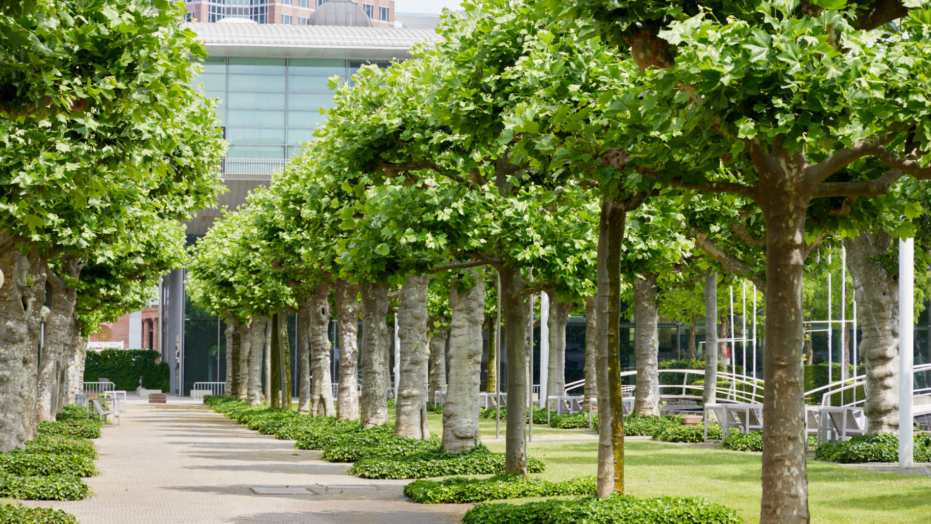 Trees at the fair ground