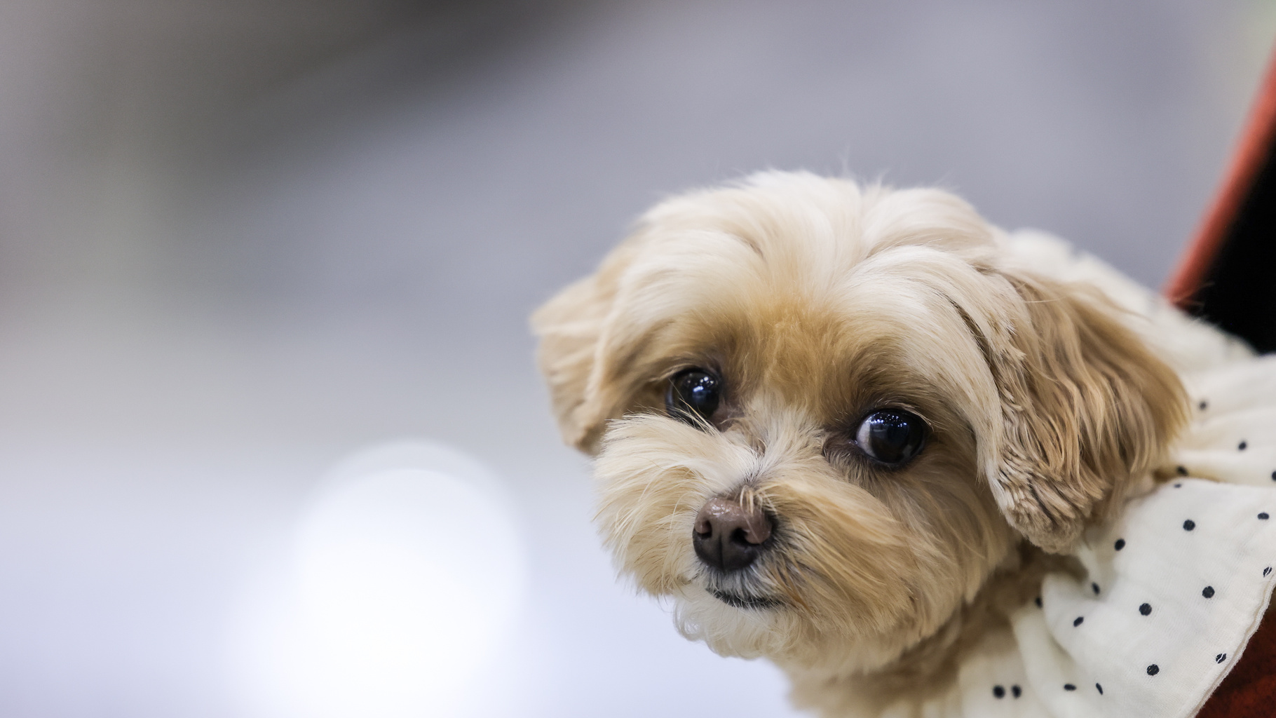 Interpets Asia Pacific